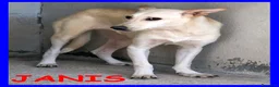 Meticcio cani in regalo: JANIS simpatica timidina - Annuncio 2