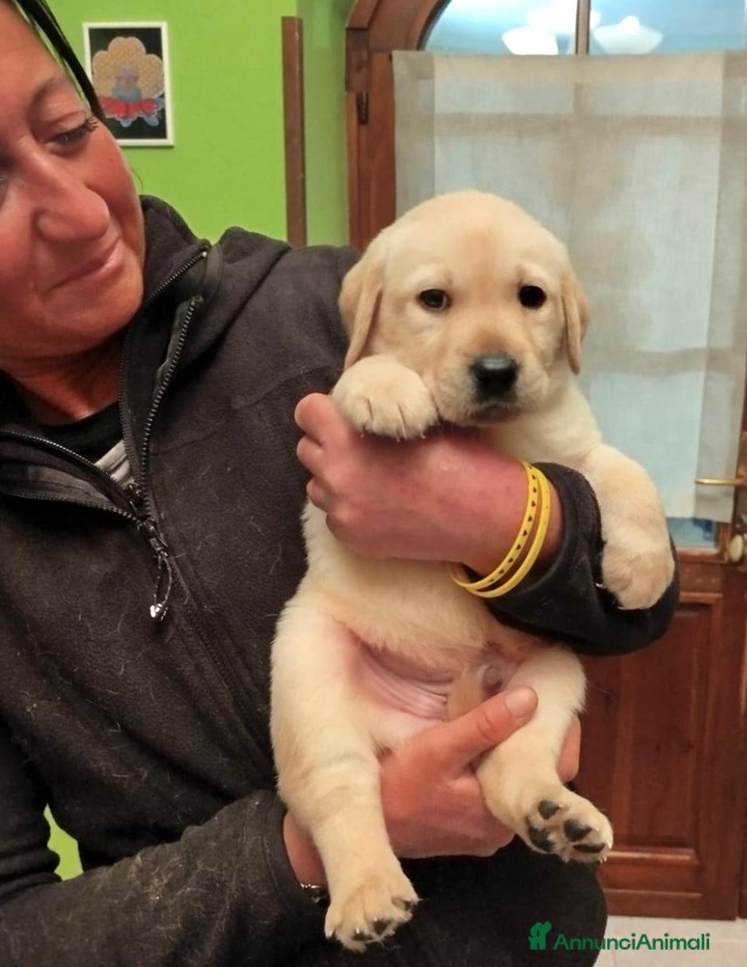 Labrador cani in vendita: Cuccioli di labrador  - Annuncio 5