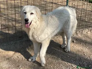 Meticcio cani DOLCISSIMO CUCCIOLONE INVISIBILE : LUCKY a Provincia di Verona - Annuncio 28