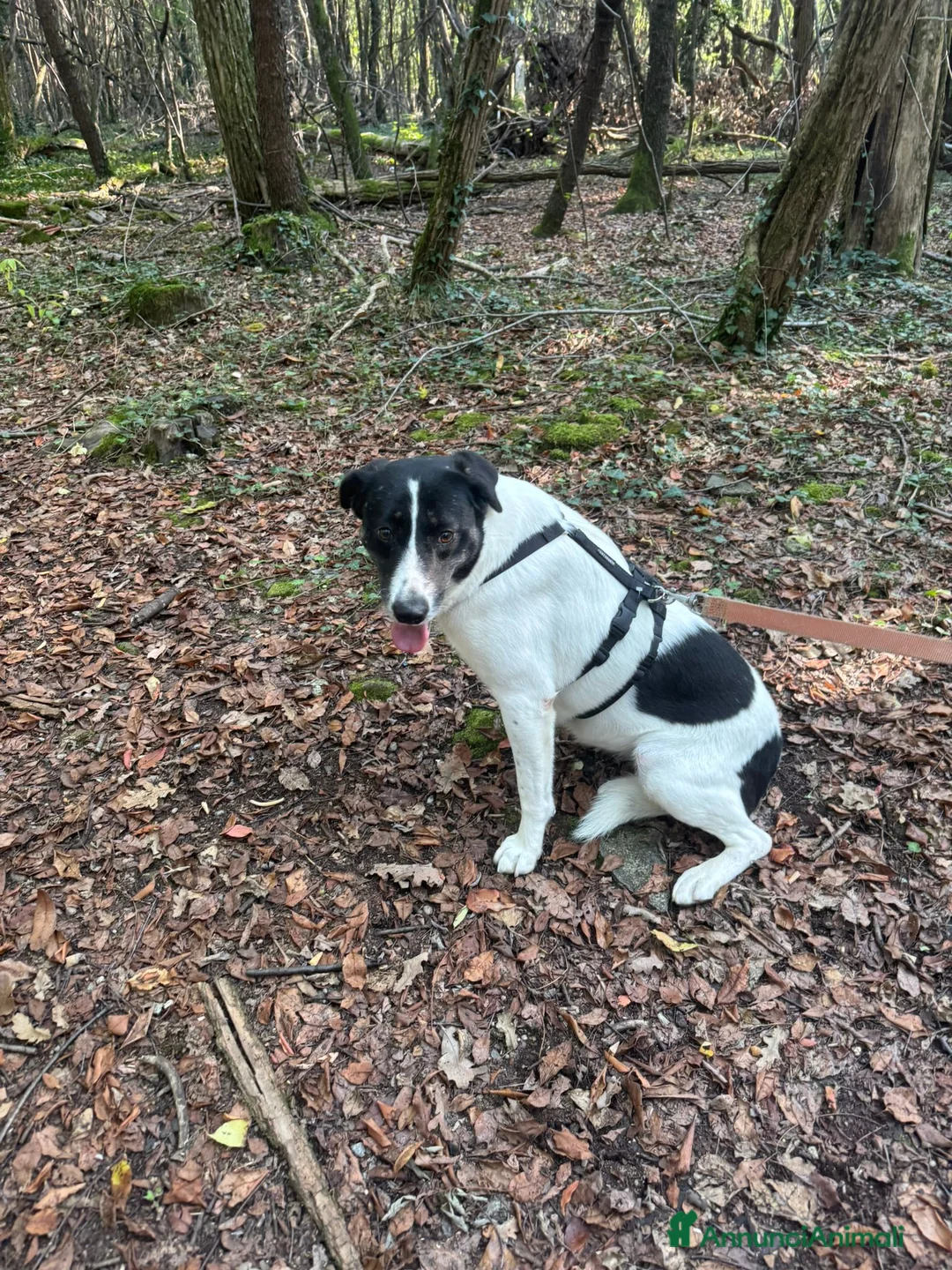 Meticcio cani in regalo: Splendida meticcia - COOKIE a Città metropolitana di Milano - Annuncio 2
