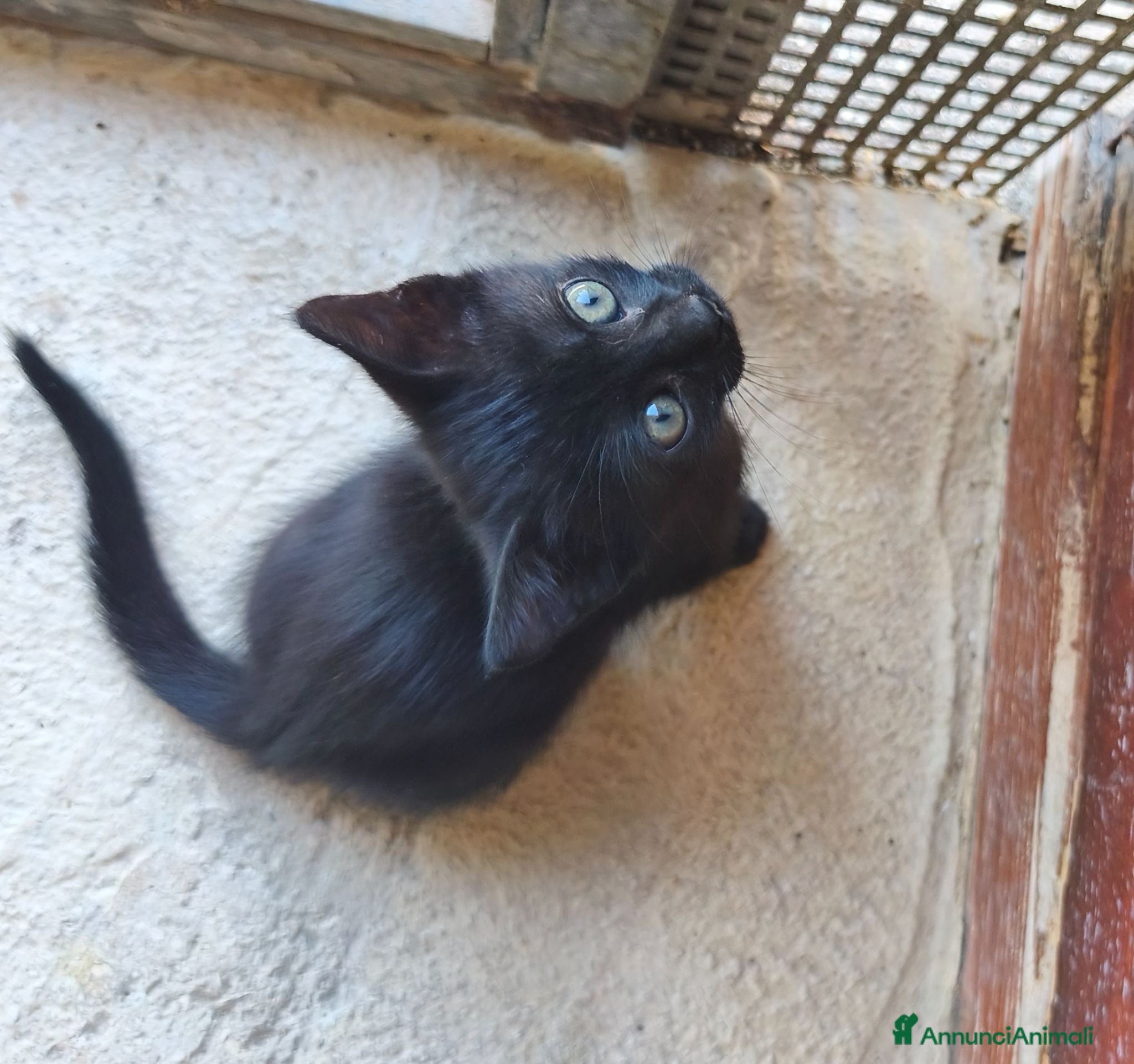 Meticcio gatti Piccola Pretty  - Annuncio 9