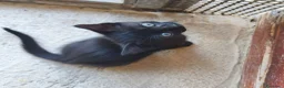 Meticcio gatti in regalo: Piccola Pretty  - Annuncio 1