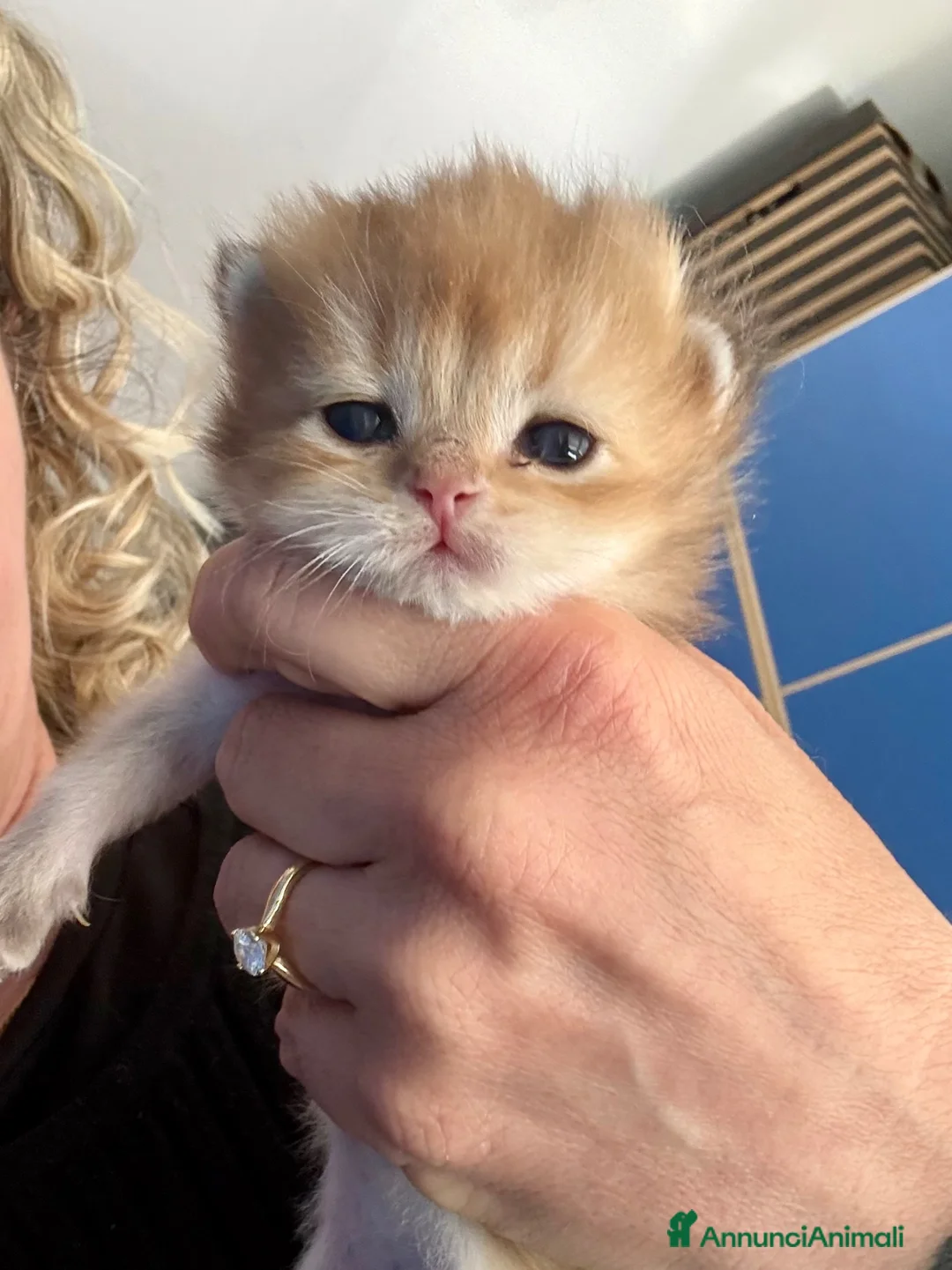 British gatti in vendita: British maschio e femmina black golden  - Annuncio 1