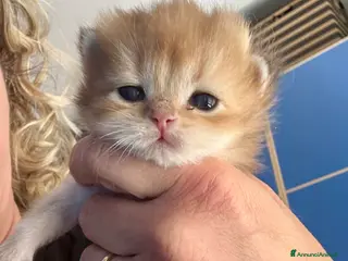 British gatti British maschio e femmina black golden - Annuncio 1