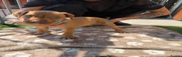 Pitbull cani in vendita: Ultimi cuccioli pitbull disponibili  - Annuncio 10