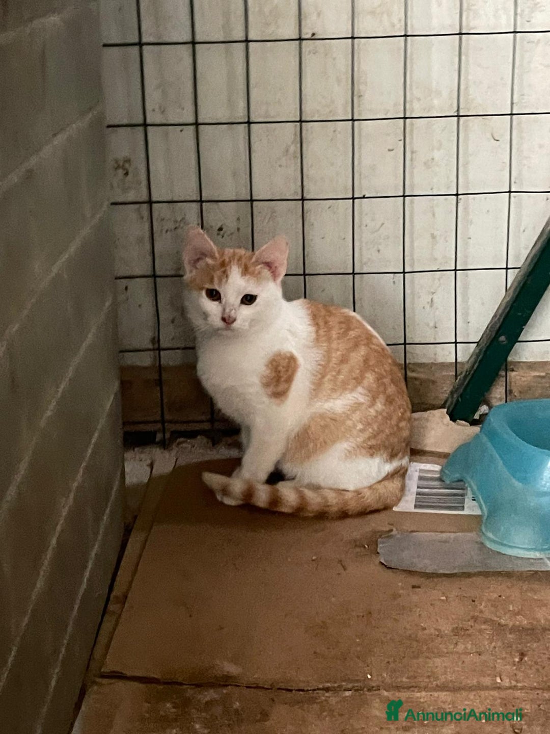 Meticcio gatti in regalo: ADOTTA LA TENERA KANGA - Annuncio 3