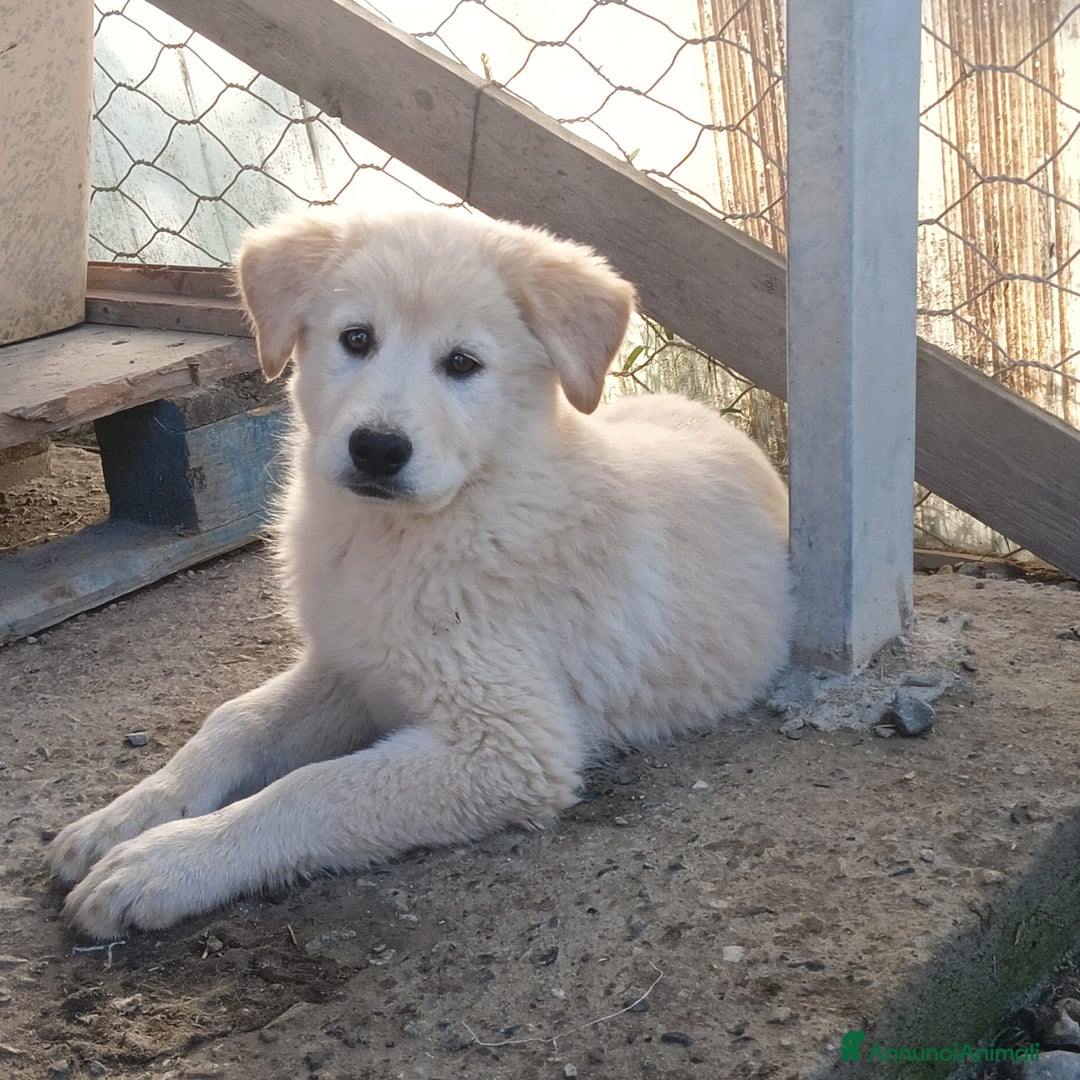 Meticcio cani in regalo: Una famiglia per la dolce Keila  - Annuncio 1