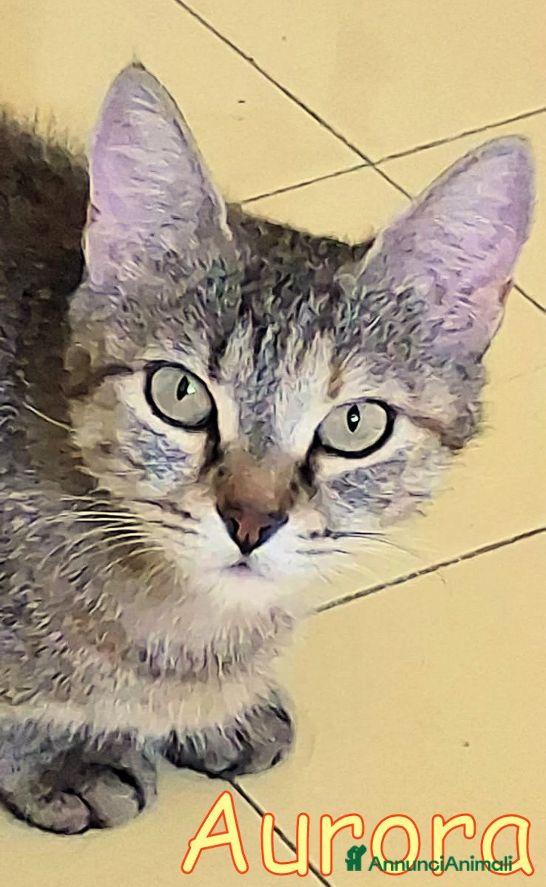 Europeo gatti in regalo: AURORA DOLCISSIMA GATTINA - Annuncio 2