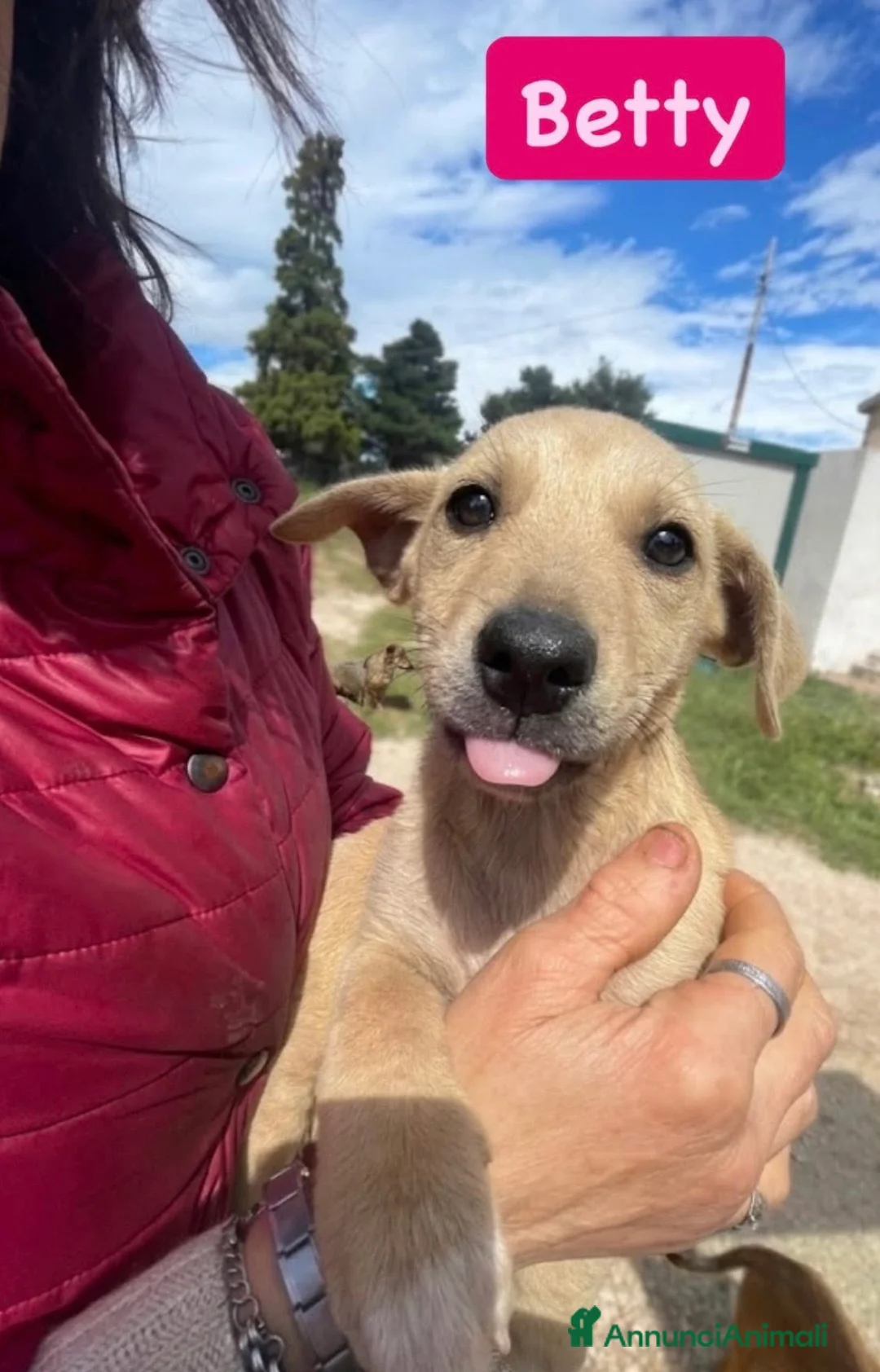 Meticcio cani in regalo: Betty bellissima cucciola taglia medio piccola a Città metropolitana di Milano - Annuncio 1