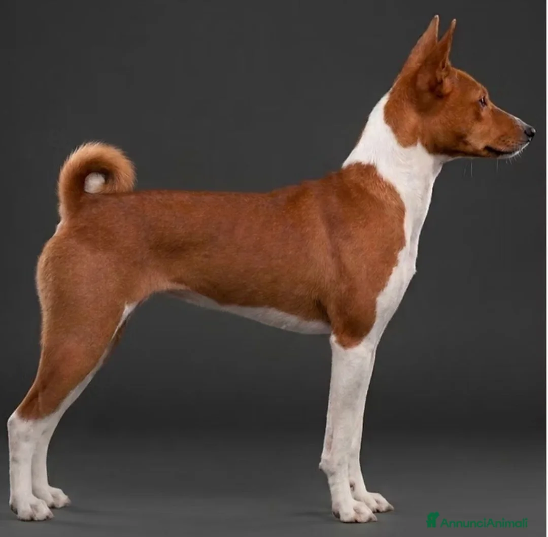 Basenji cani in vendita: Basenji disponibili con pedigree ENCI - Annuncio 11