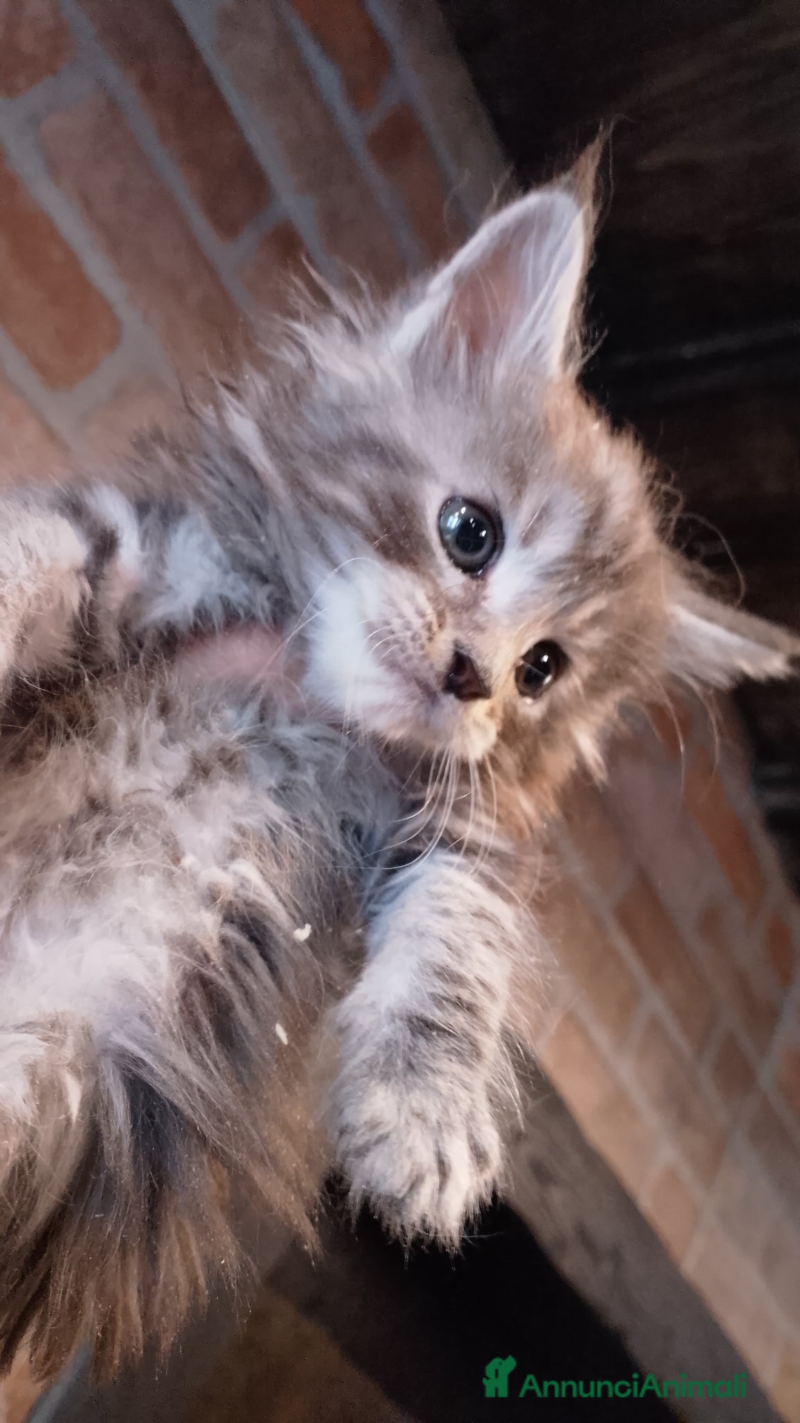 Maine Coon gatti Maine coon con pedigree ENFI  - Annuncio 3