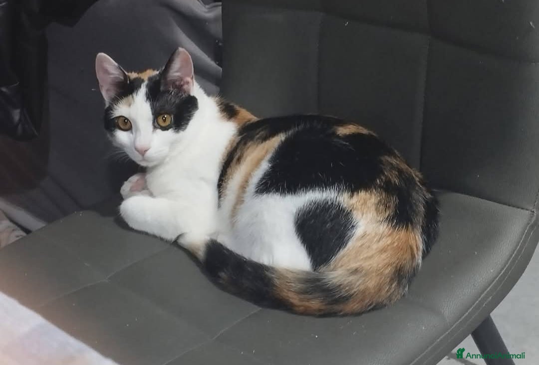 Meticcio gatti Gattina tricolore  - Annuncio 1