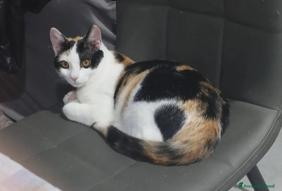 Meticcio gatti in regalo: Gattina tricolore  - Annuncio 1