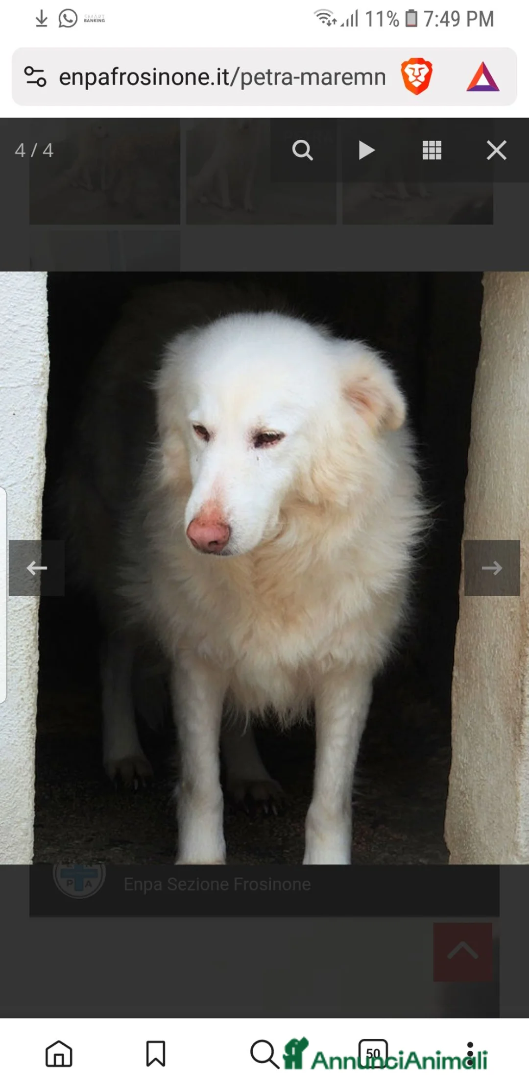 Meticcio cani in regalo: PETRA Maremmana-Golden timidina, 6 anni - Annuncio 2