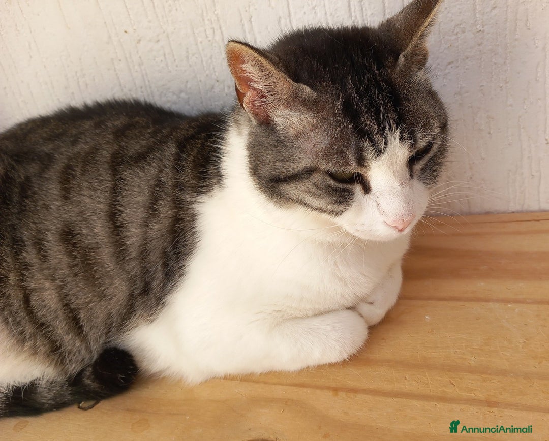 Europeo gatti in regalo: SISSI, dolce micia in adozione! - Annuncio 4