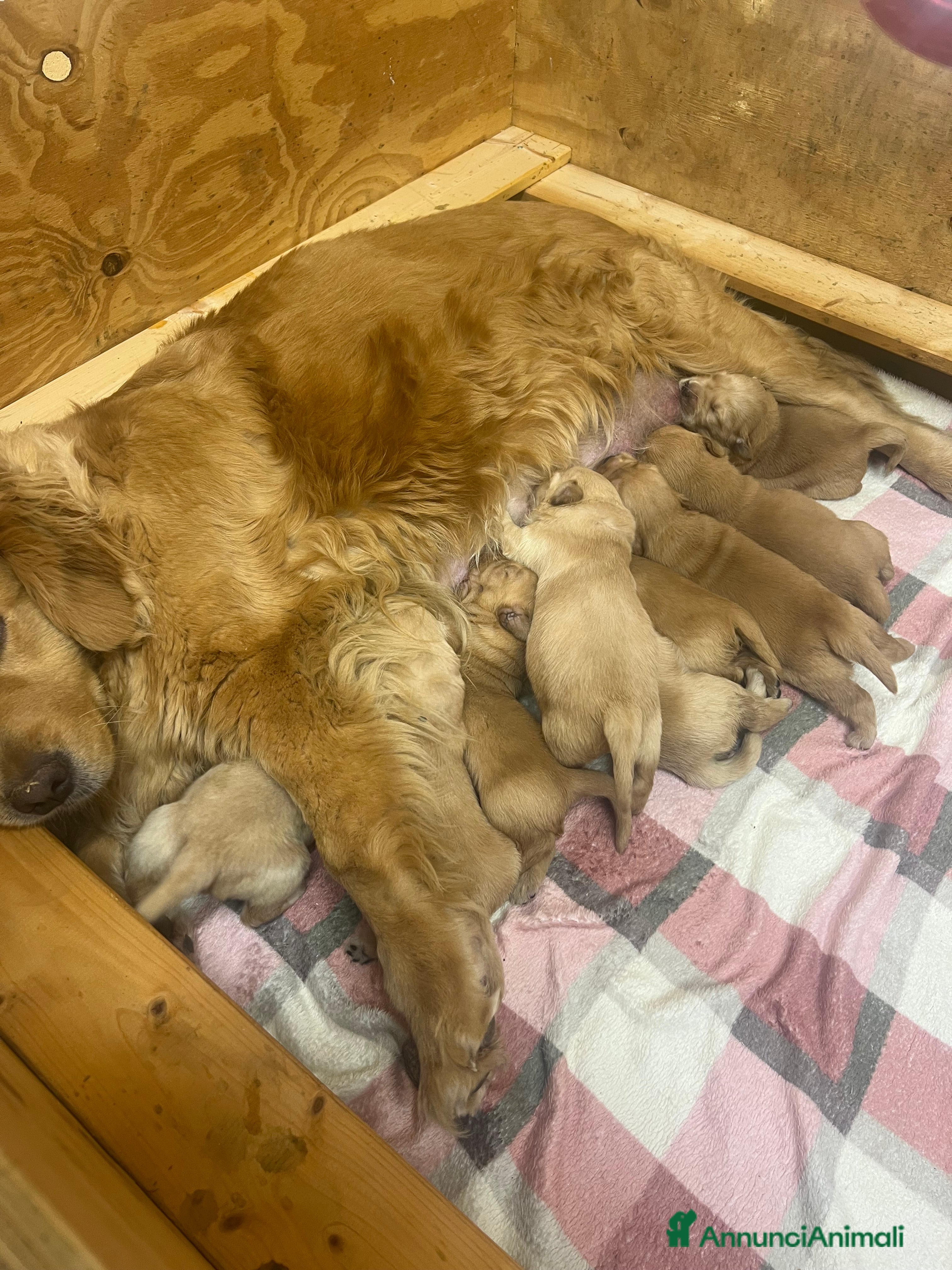 Golden Retriever cani Cuccioli di Golden retriever americani  - Annuncio 1