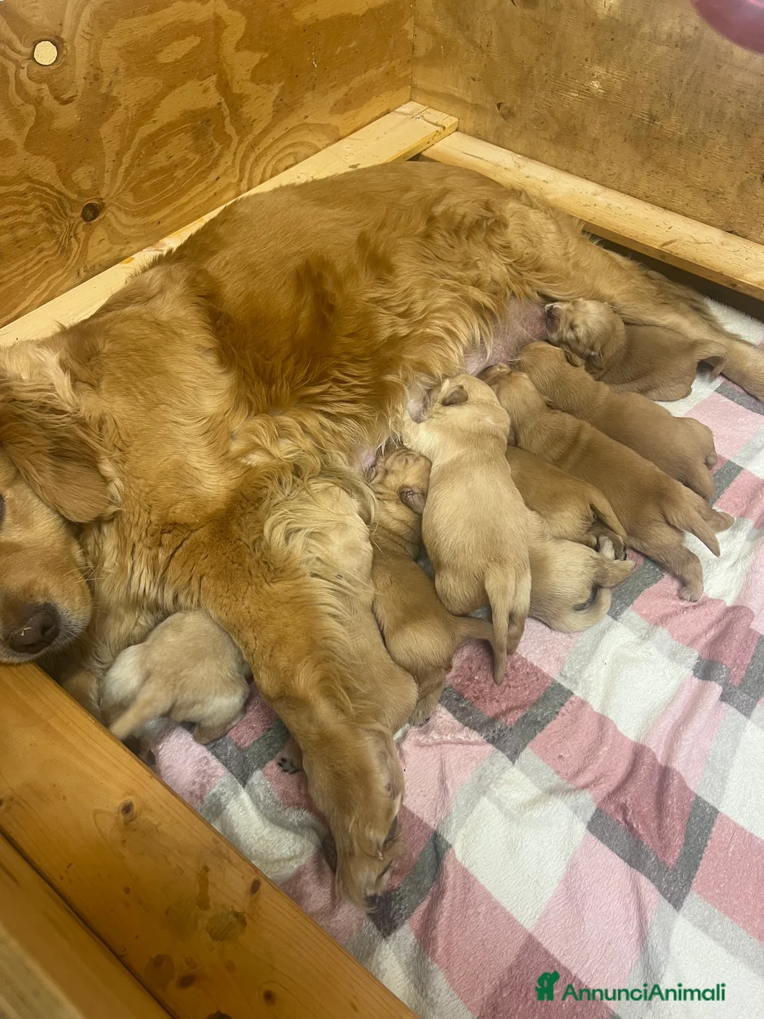 Golden Retriever cani in vendita: Cuccioli di Golden retriever americani  - Annuncio 1