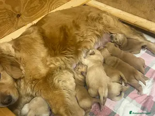 Golden Retriever cani Cuccioli di Golden retriever americani - Annuncio 1