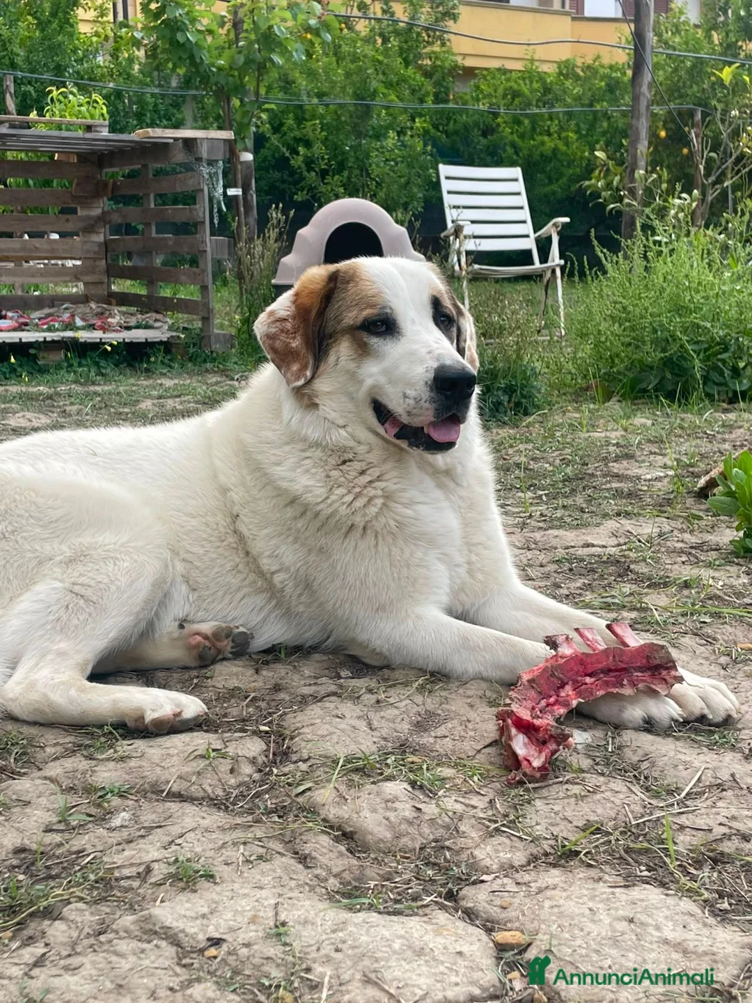 Pastore della Sila cani in regalo: Lunita - Annuncio 6