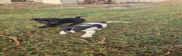 Meticcio cani in regalo: Carrie: 2 mesi taglia contenuta  - Annuncio 5