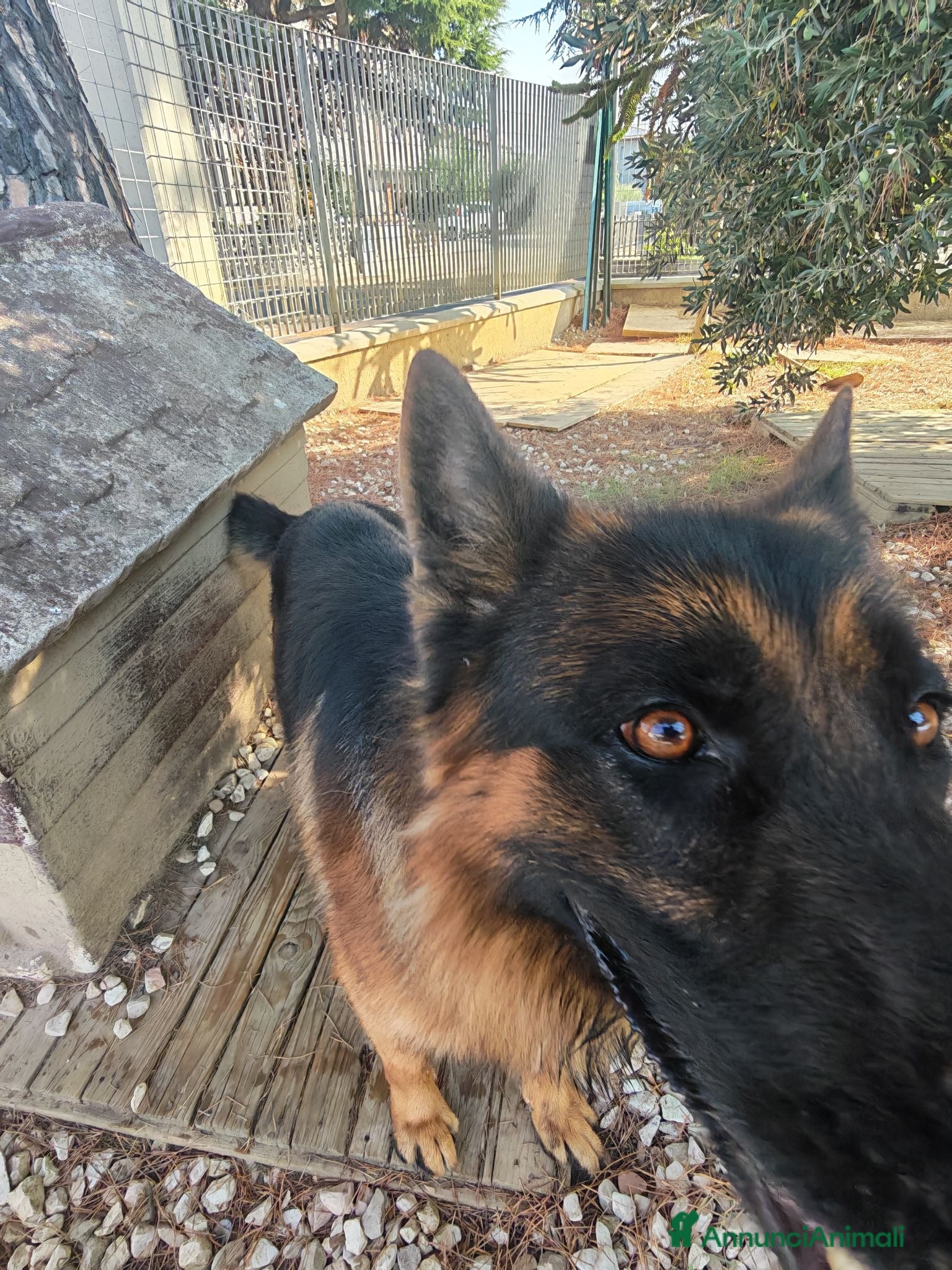 Pastore Tedesco cani Rick cerca una nuova casa - Annuncio 7