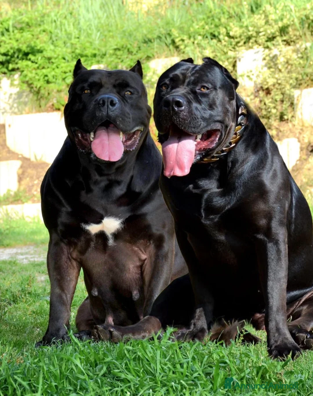 American Bully cani in vendita: Cucciolo di American Bully XXL  a Provincia di Ancona - Annuncio 5