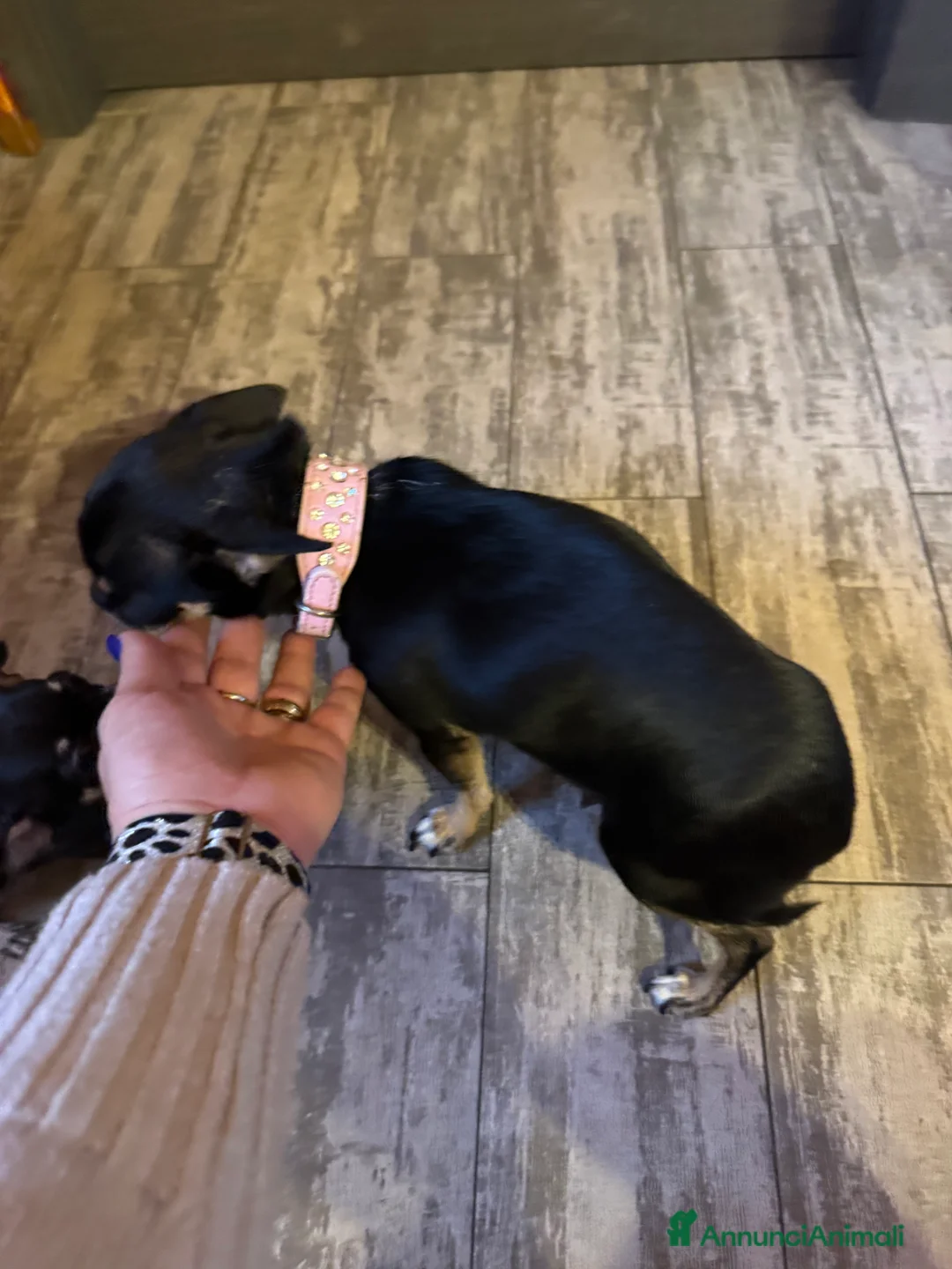 Chihuahua cani in vendita: Cuccioli adorabili dí Ciwawa  - Annuncio 2