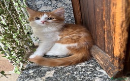 Siberiano gatti in vendita: Tre cucciole di gatto siberiano ipoallergenico - Immagine 6