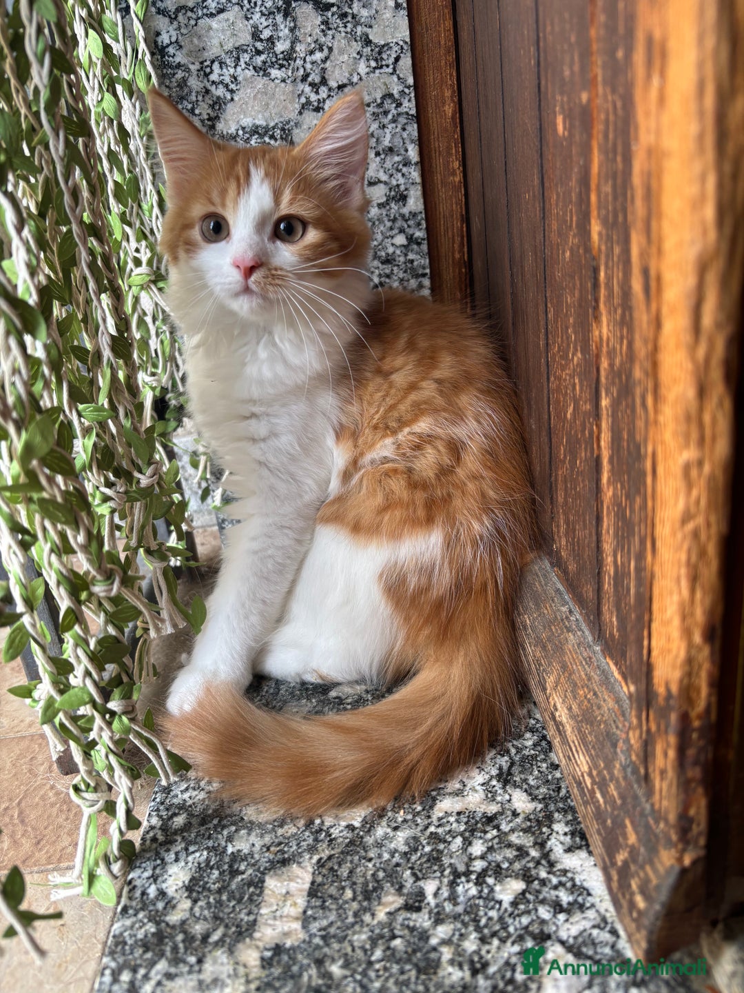 Siberiano gatti in vendita: Tre cucciole di gatto siberiano ipoallergenico - Immagine 6