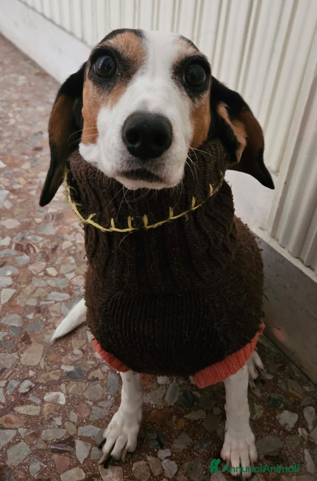 Meticcio cani in regalo: Meticci dimenticati da tutti! - Annuncio 11