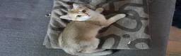 Scottish gatti in vendita: Cuccioli Scottish Straight Golden Pedigree ENFI a Città metropolitana di Milano - Annuncio 7