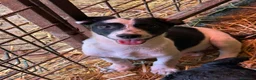 Meticcio cani in regalo: FLORIA e FANA, sorelline a macchioline! TG PICCOLA - Annuncio 7
