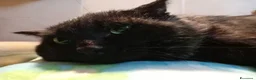 Europeo gatti in regalo: ADOZIONE DEL CUORE ❤️ gatto 12 anni a Provincia di Padova - Annuncio 15