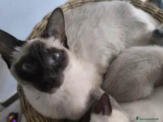 Thai gatti Cuccioli Old Style Siamese, Thai Chip e Pedigree - Annuncio 12