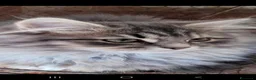 Siberiano gatti in vendita: Siberiana femmina - Annuncio 2