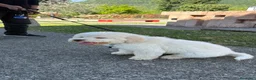 Lagotto cani in vendita: Lagotto Romagnolo  a Provincia di Vicenza - Annuncio 7