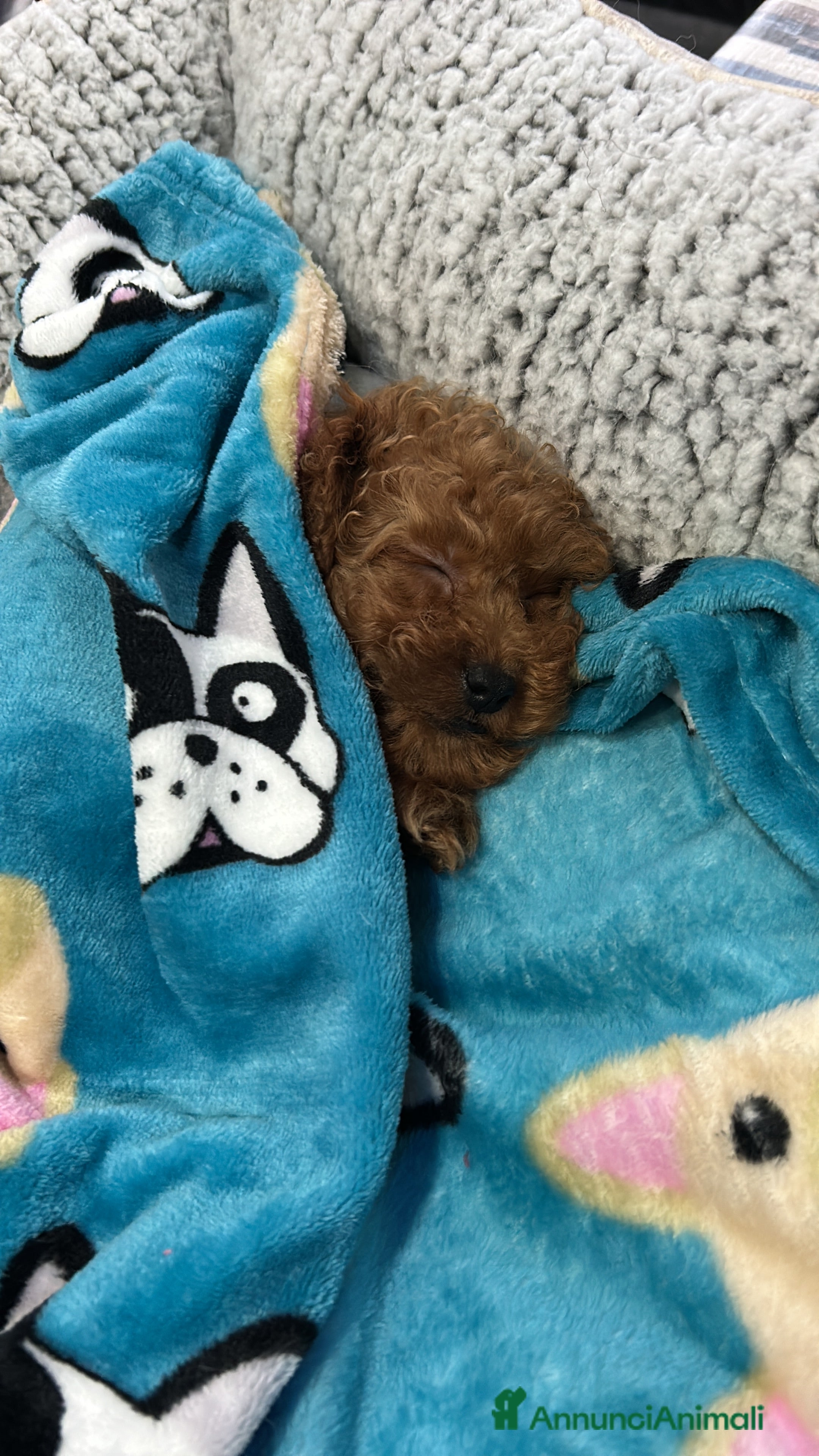 Barboncino cani Vendita cucciolo  - Annuncio 2