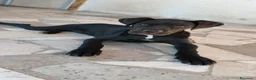 Cane Corso cani in vendita: Cucciola di Cane Corso selezionata - Annuncio 2