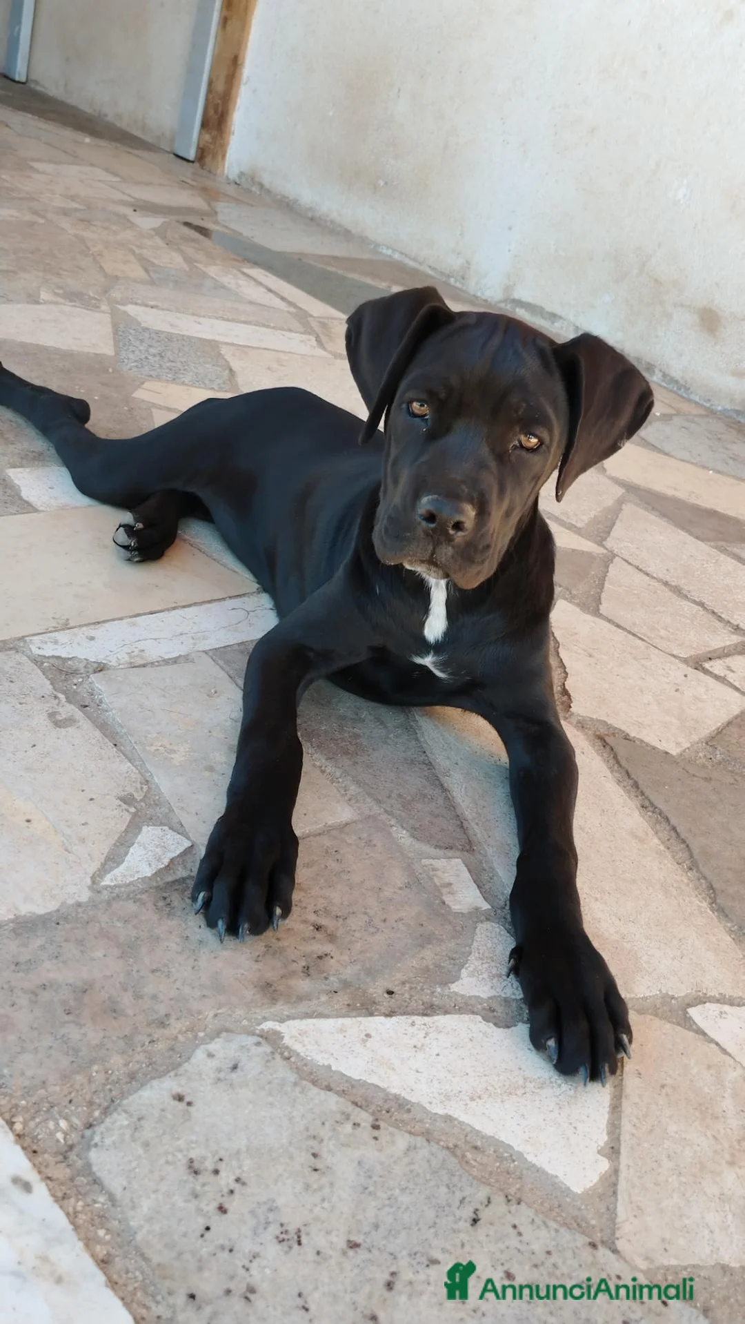 Cane Corso cani in vendita: Cucciola di Cane Corso selezionata - Annuncio 2