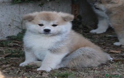 Akita Inu cani in vendita: CUCCIOLI DI AKITA - MONZA/BRIANZA E COMO a Province of Como - Immagine 10