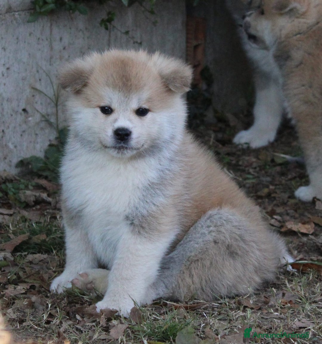 Akita Inu cani in vendita: CUCCIOLI DI AKITA - MONZA/BRIANZA E COMO a Province of Como - Immagine 10