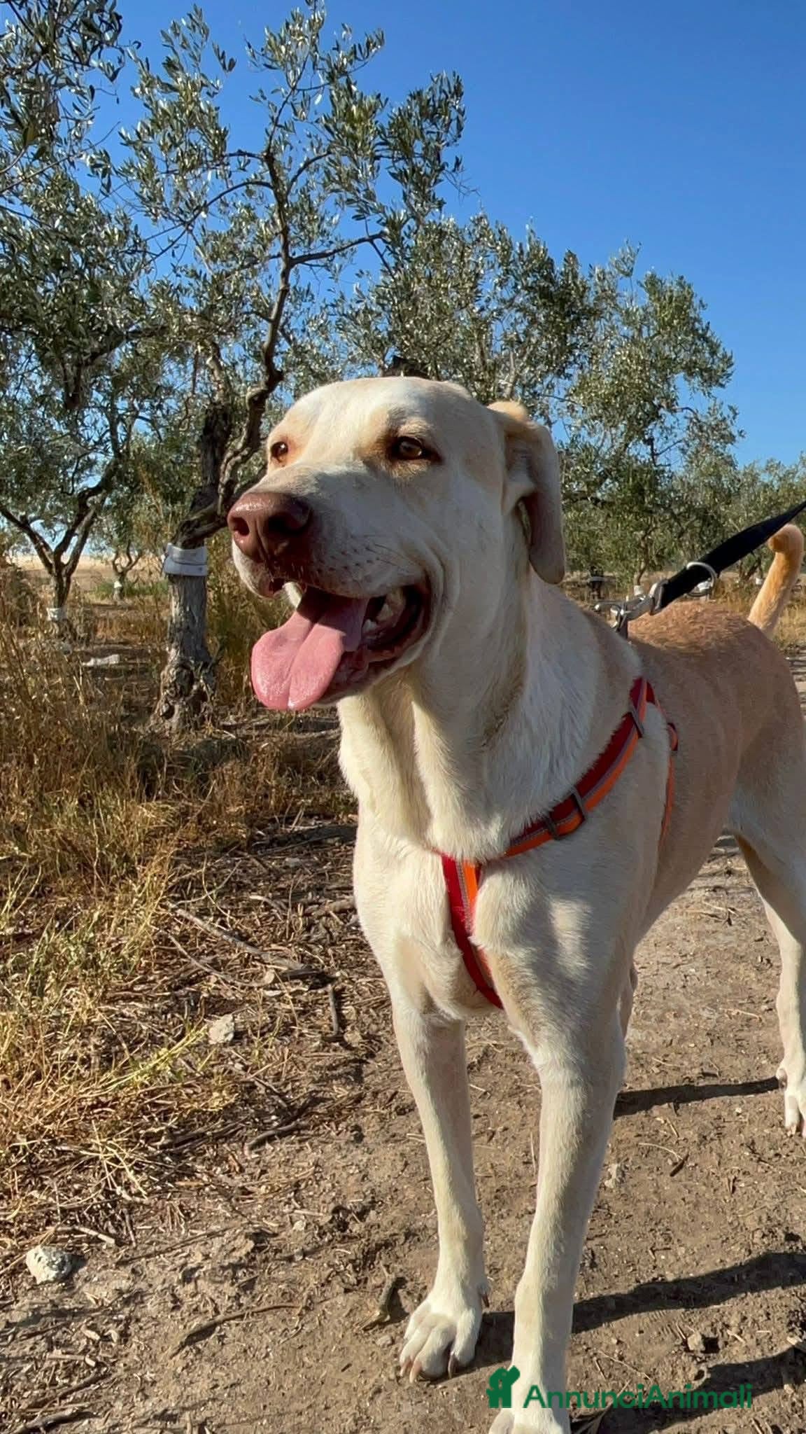 Meticcio cani Vasco - Annuncio 22