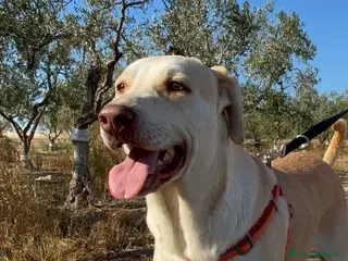 Meticcio cani Vasco - Annuncio 22