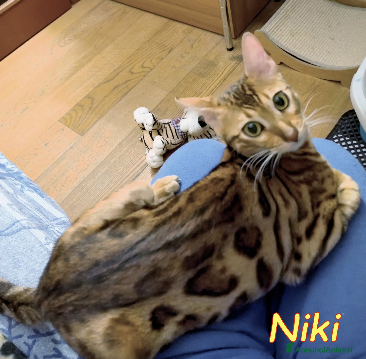 Bengala gatti NIKI DOLCISSIMA GATTINA BENGALA   - Annuncio 2