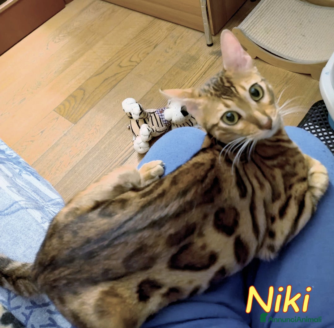 Bengala gatti in regalo: NIKI DOLCISSIMA GATTINA BENGALA   - Annuncio 2