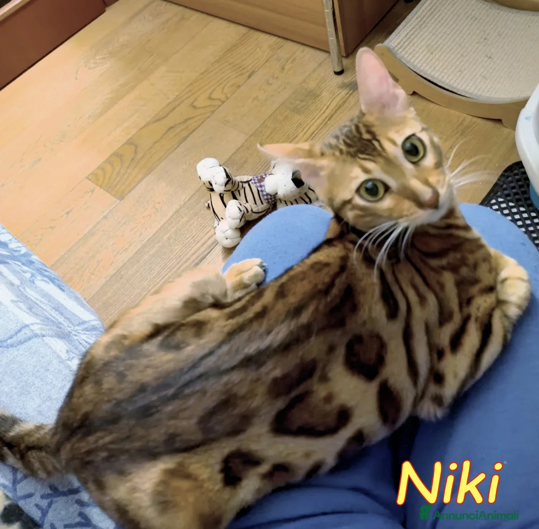Bengala gatti in regalo: NIKI DOLCISSIMA GATTINA BENGALA   - Annuncio 2