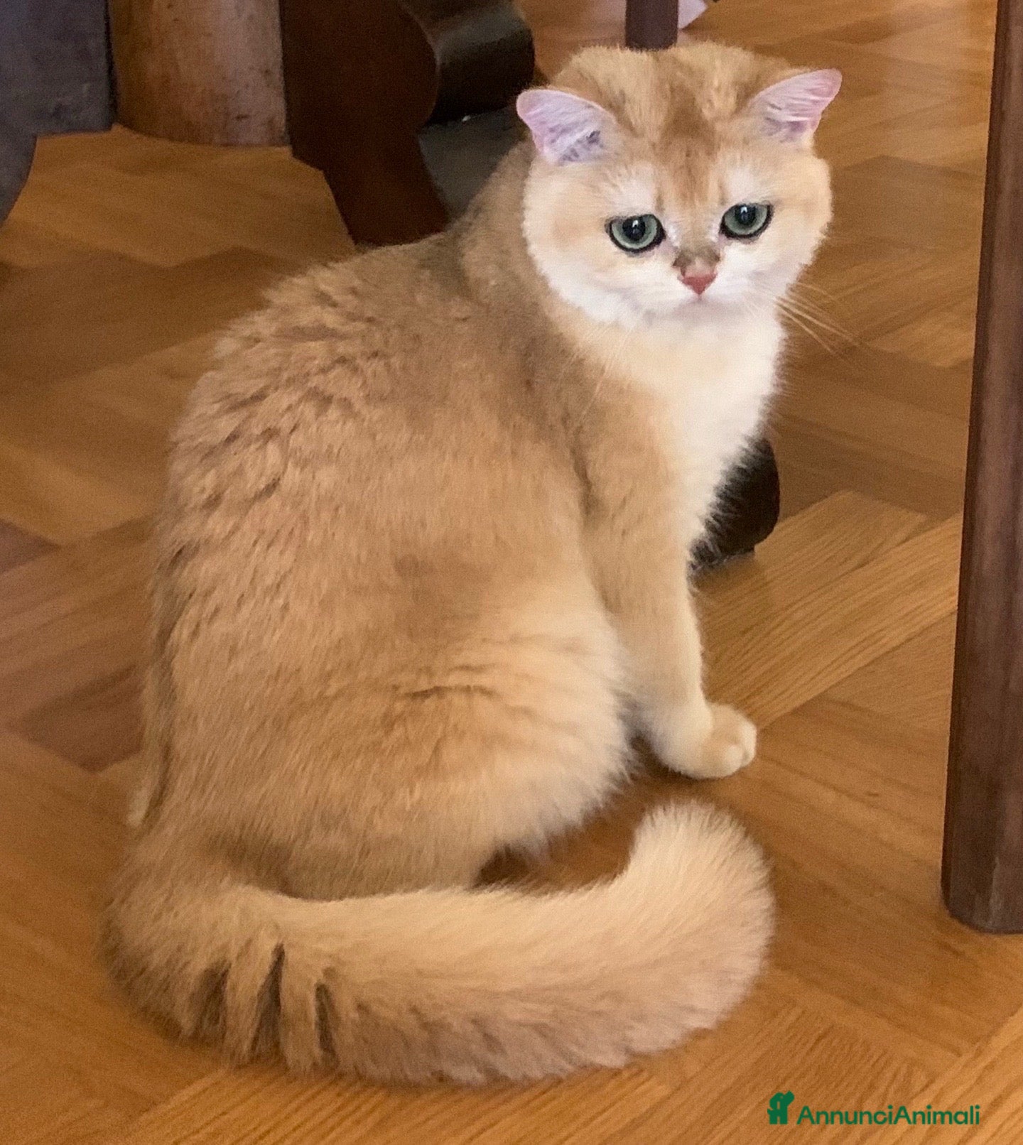 British gatti Gattini British shorthair golden chell ny12 - Annuncio 3