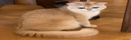 British gatti in vendita: Gattini British shorthair golden chell ny12 - Annuncio 1