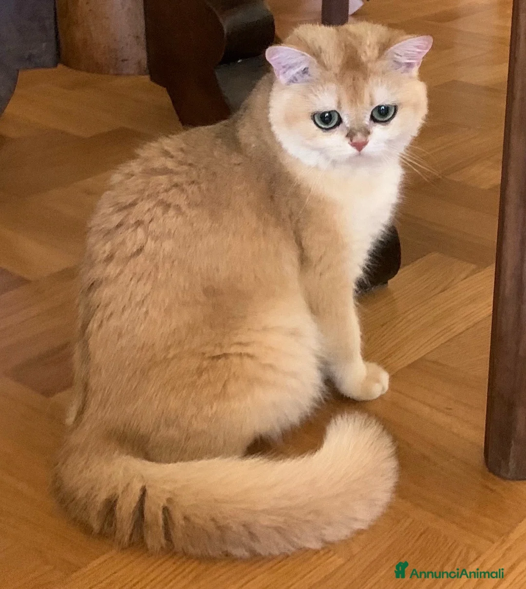 British gatti in vendita: Gattini British shorthair golden chell ny12 - Annuncio 1