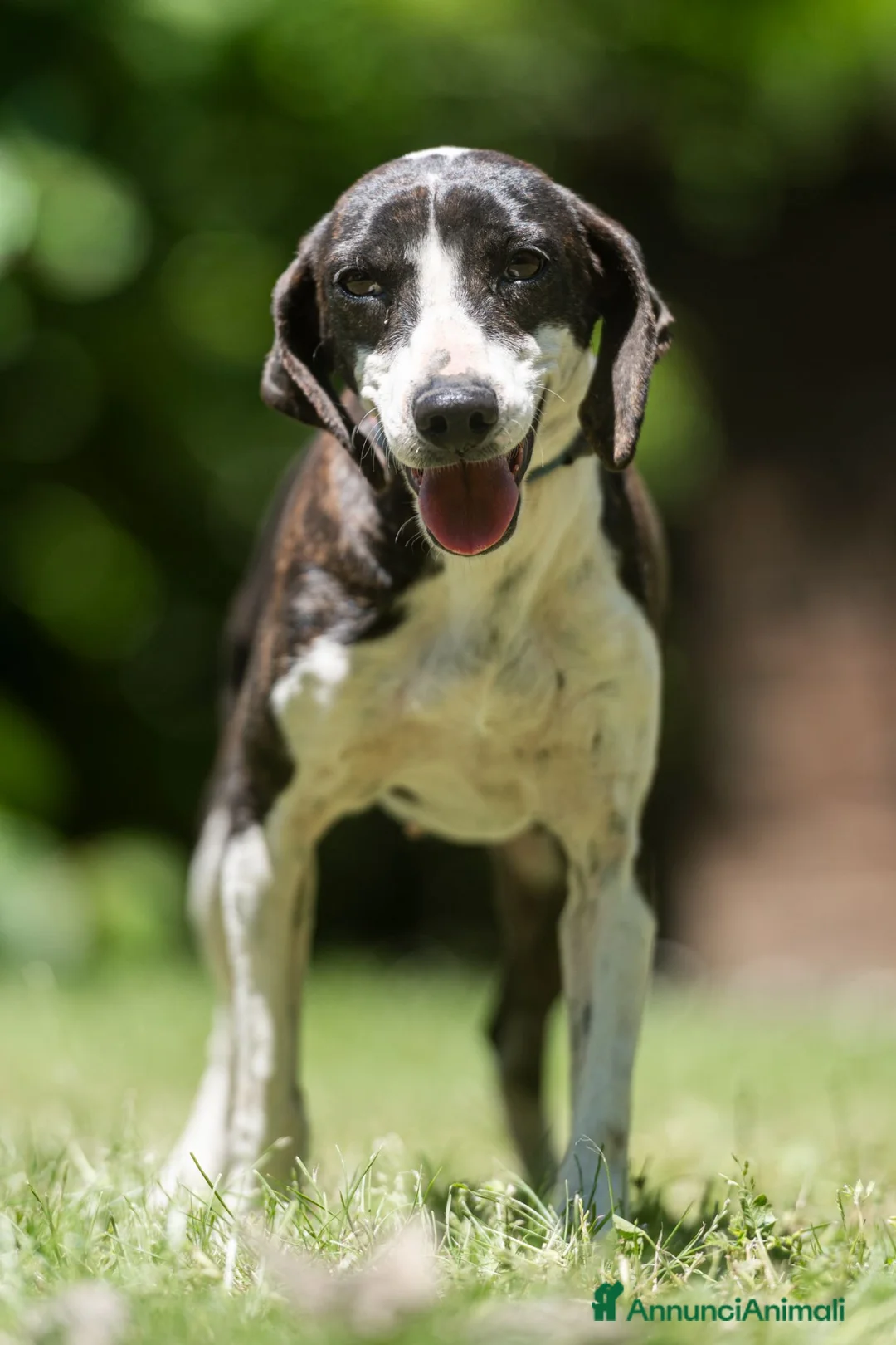 Meticcio cani in regalo: LA DOLCE RUGHETTA HA BISOGNO DI UNA CASA - Annuncio 4